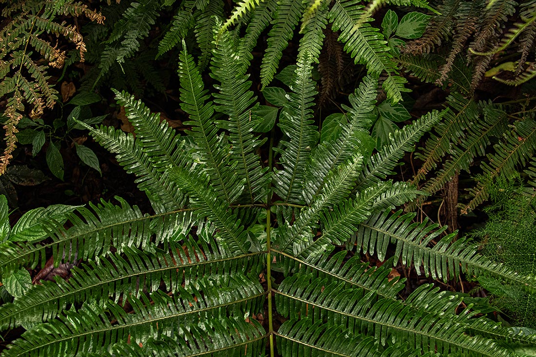 Pteris friesii Pteris friesii