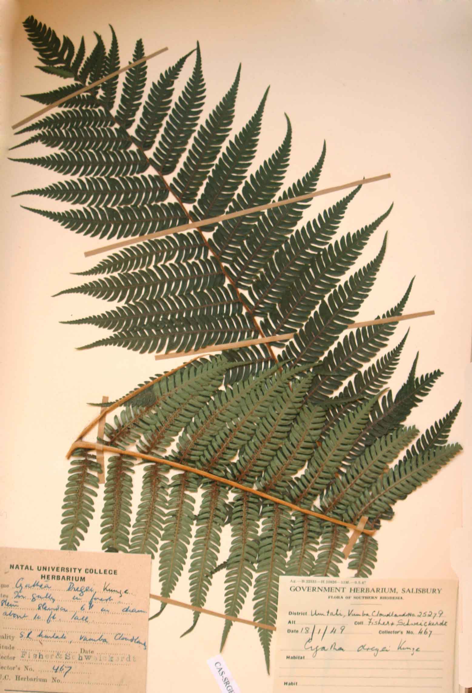 Cyathea dregei