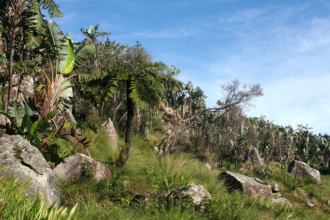 Cyathea dregei Cyathea dregei