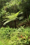 Cyathea dregei