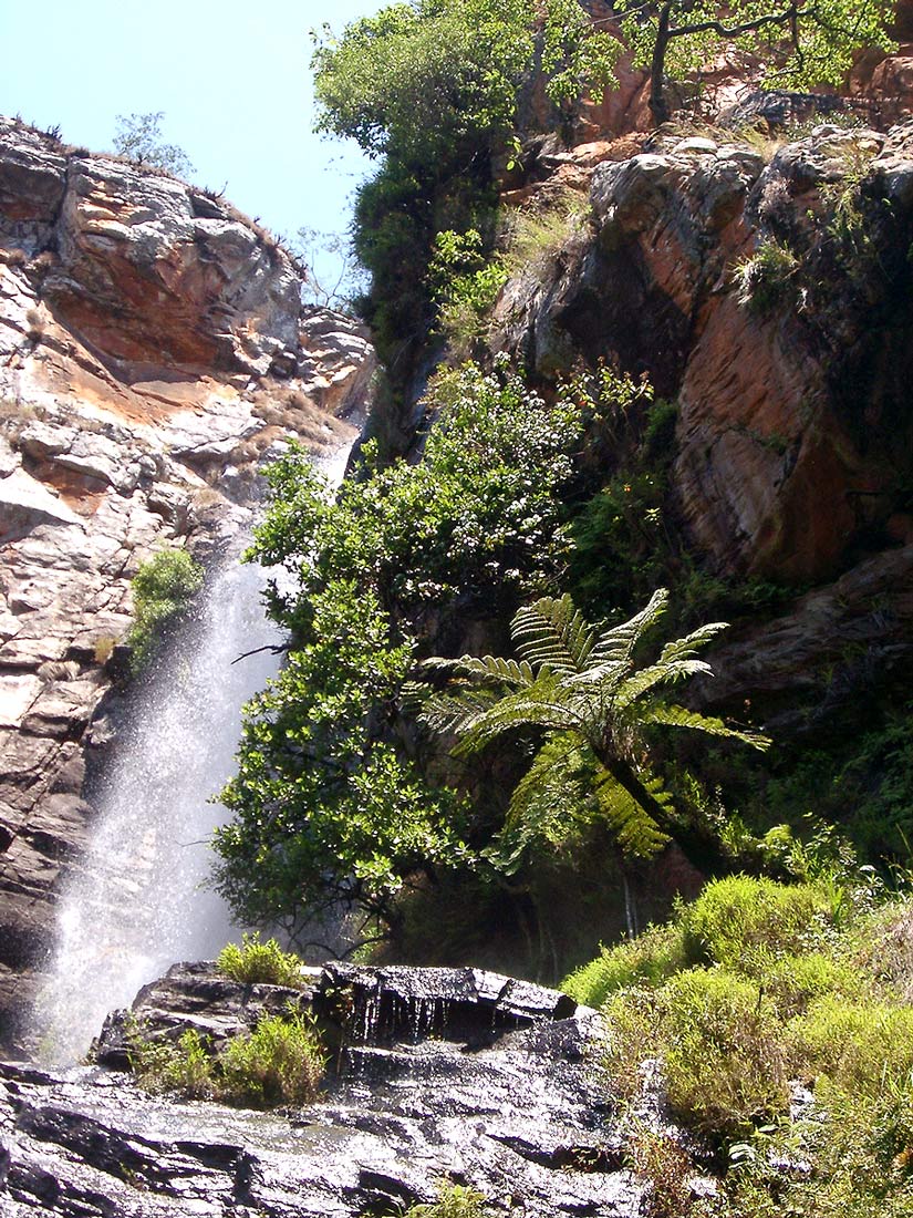 Cyathea dregei Cyathea dregei