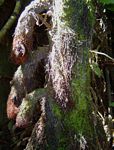 Cyathea manniana