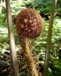 Cyathea manniana