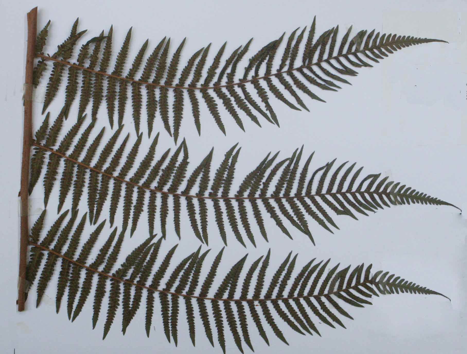 Cyathea thomsonii