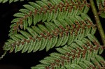 Cyathea thomsonii