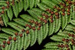 Cyathea thomsonii