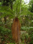 Cyathea thomsonii