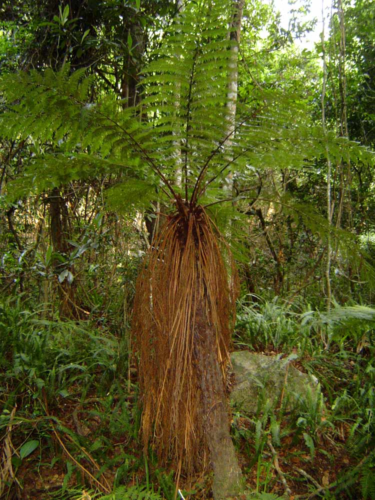Cyathea thomsonii