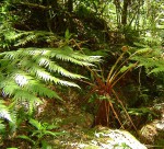 Cyathea thomsonii
