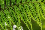 Cyathea thomsonii