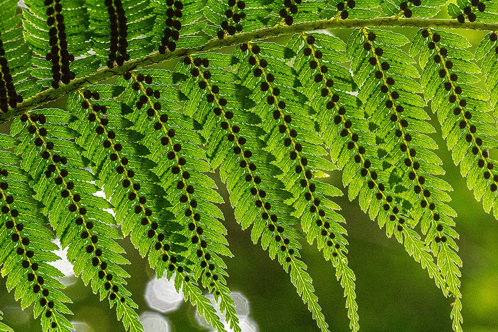 Cyathea thomsonii