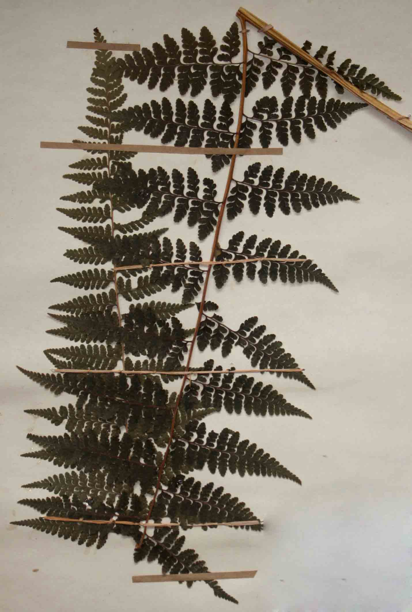 Microlepia speluncae Microlepia speluncae