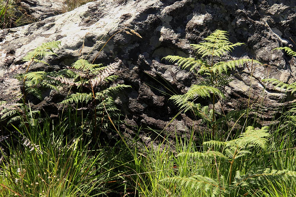 Pteridium aquilinum subsp. capense