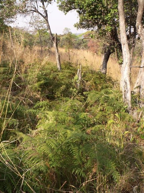 Pteridium aquilinum subsp. capense Pteridium aquilinum subsp. capense