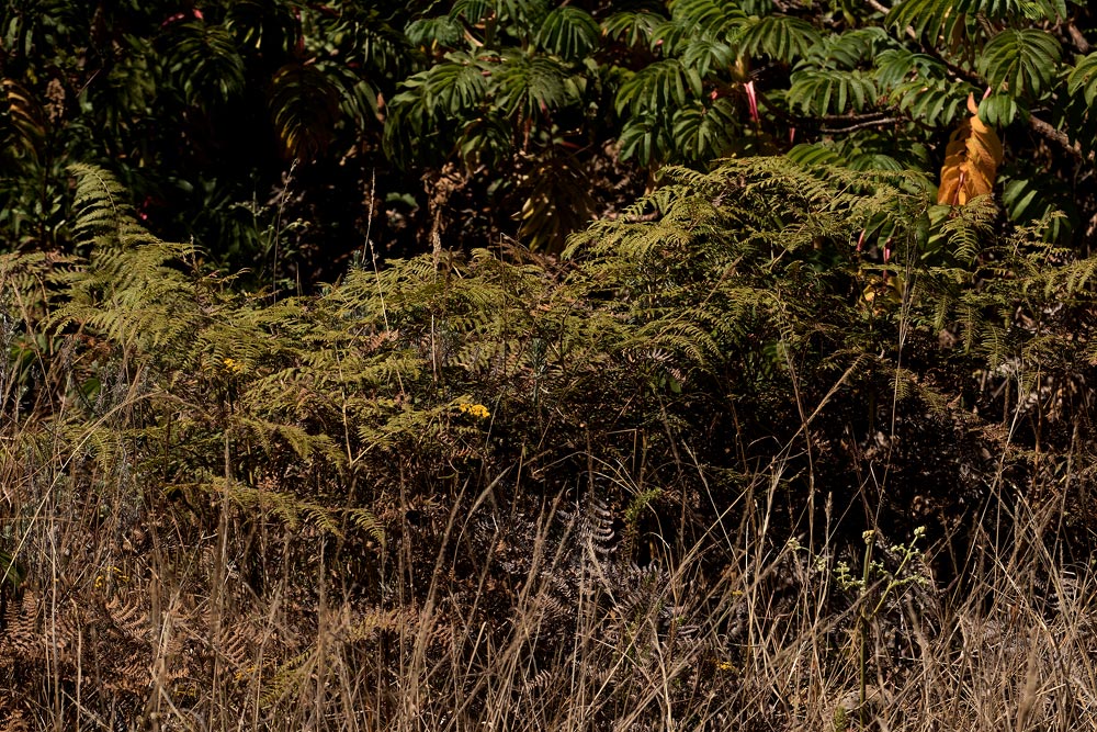 Pteridium aquilinum subsp. capense Pteridium aquilinum subsp. capense