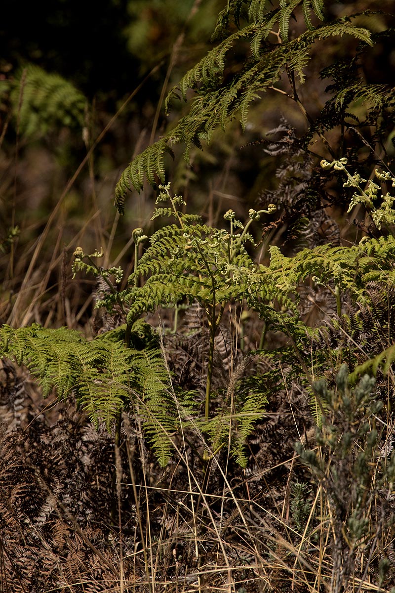 Pteridium aquilinum subsp. capense Pteridium aquilinum subsp. capense