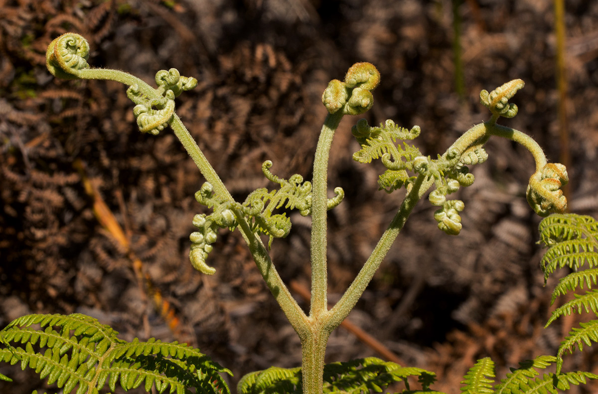 Pteridium aquilinum subsp. capense Pteridium aquilinum subsp. capense