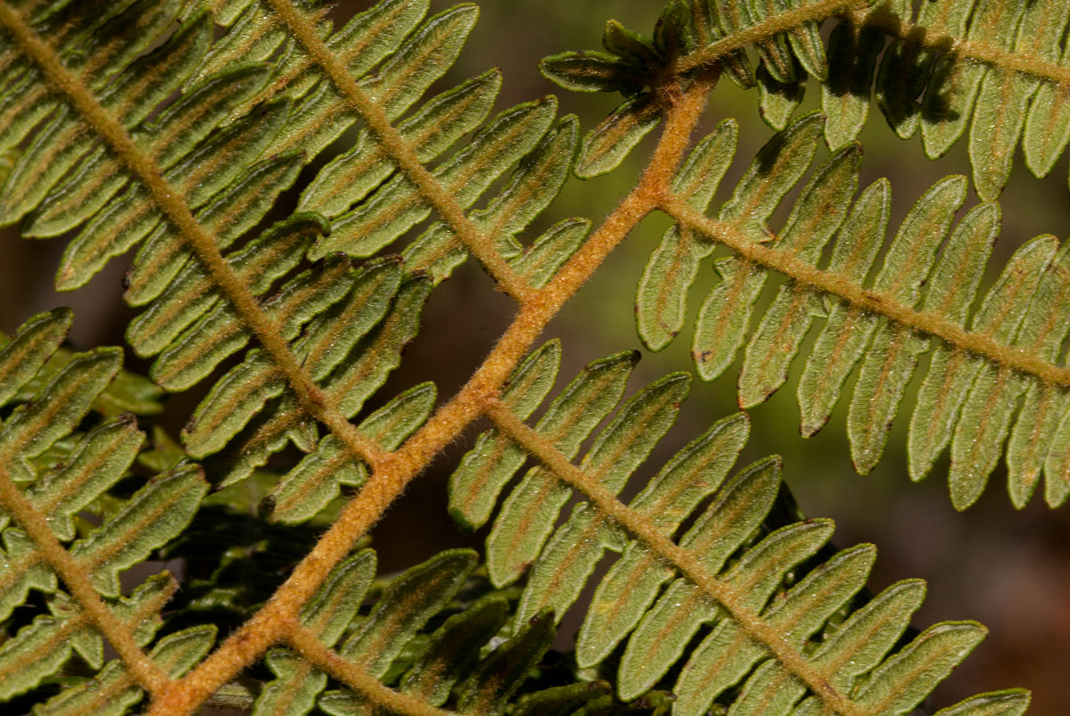 Pteridium aquilinum subsp. capense Pteridium aquilinum subsp. capense