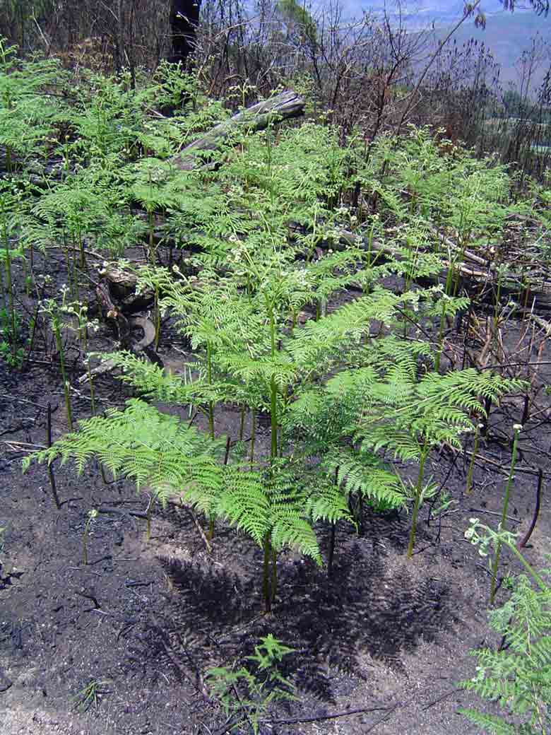Pteridium aquilinum subsp. capense