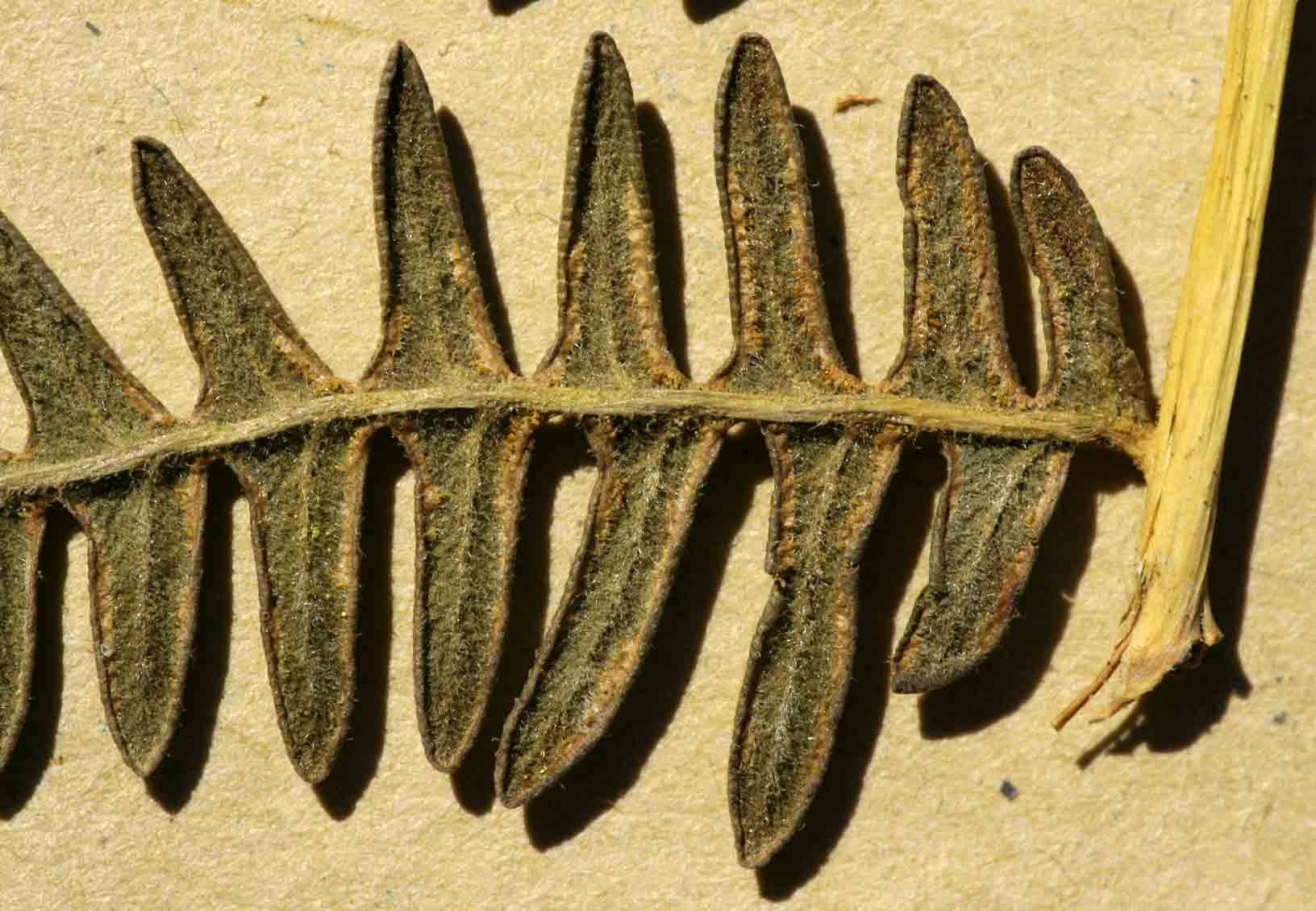 Pteridium aquilinum subsp. capense