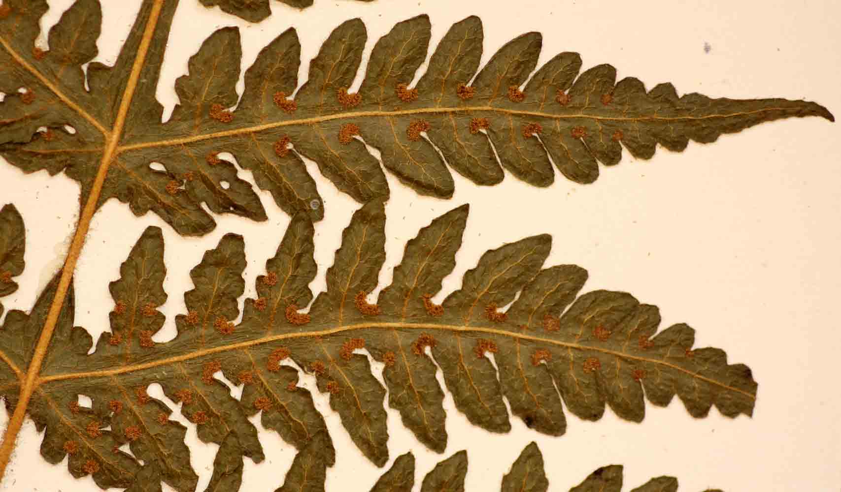 Blotiella glabra Blotiella glabra