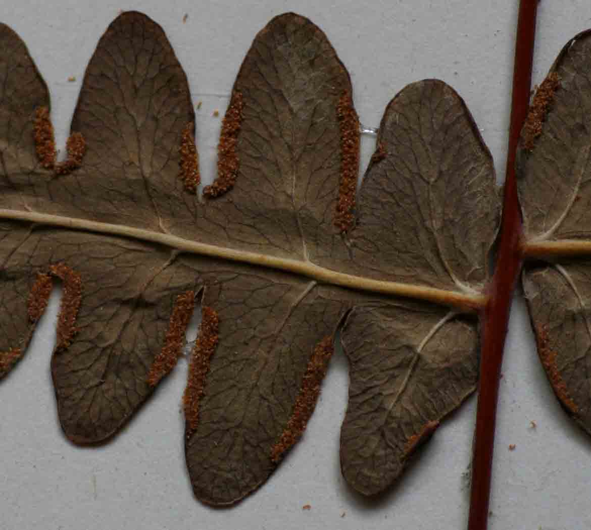 Histiopteris incisa Histiopteris incisa