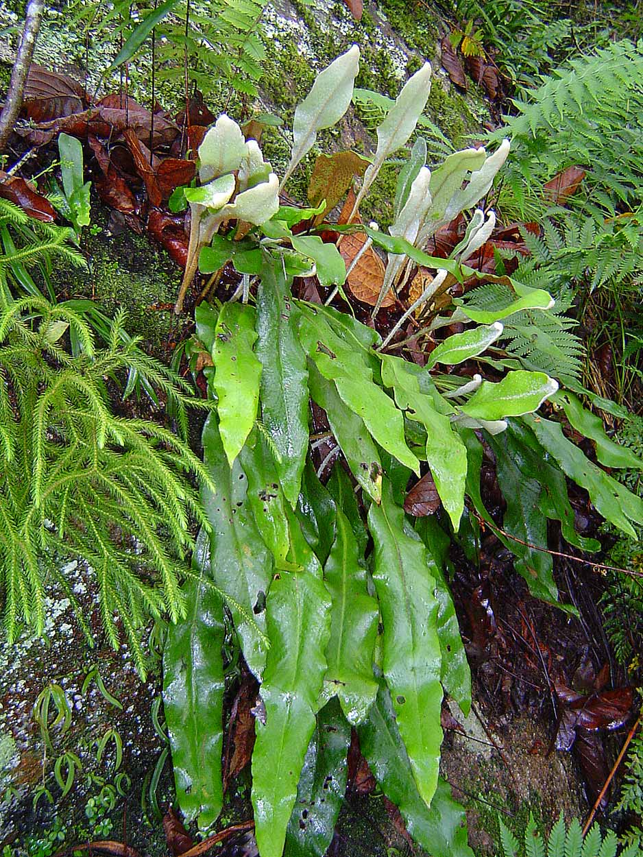 Pyrrosia schimperiana