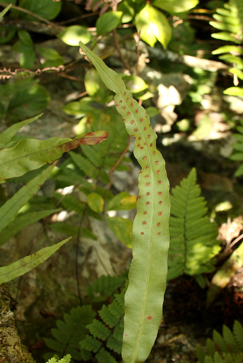 Lepisorus excavatus Lepisorus excavatus