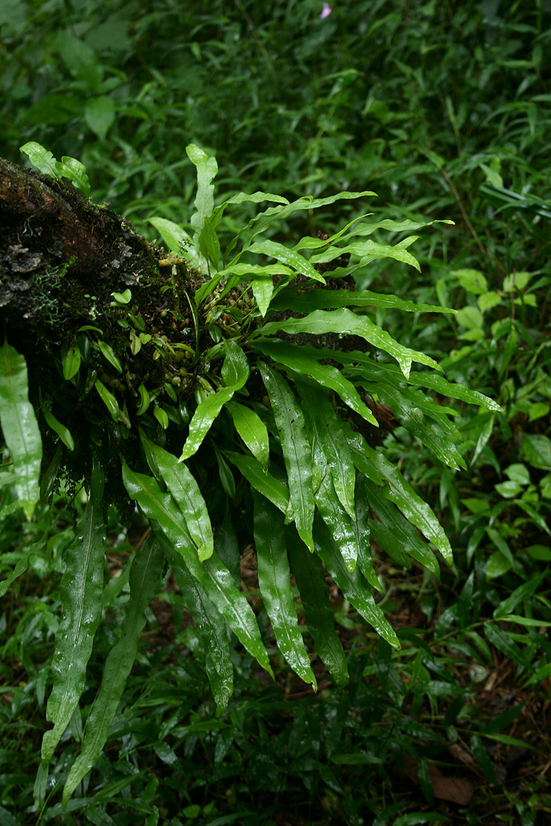 Lepisorus excavatus Lepisorus excavatus