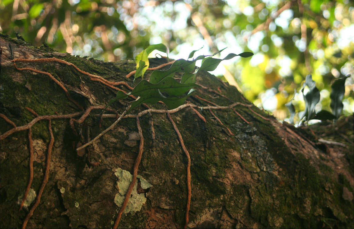 Microgramma mauritiana