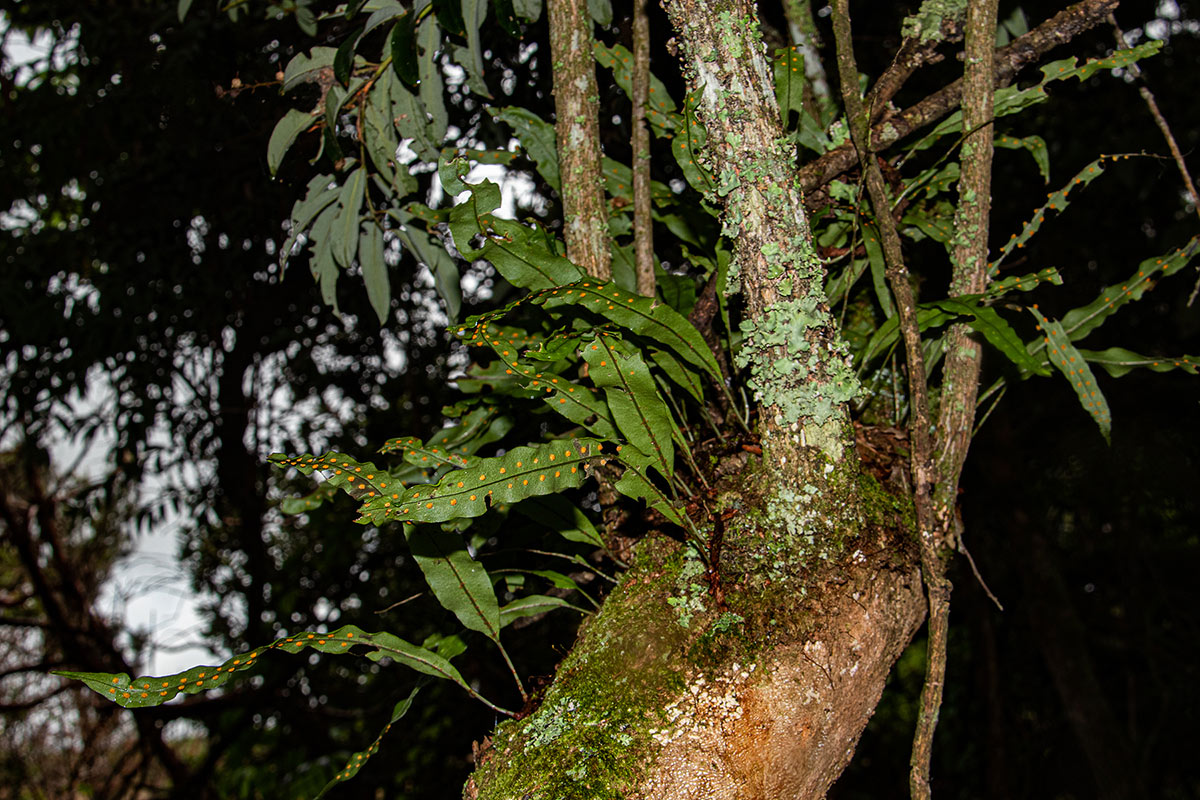 Pleopeltis macrocarpa
