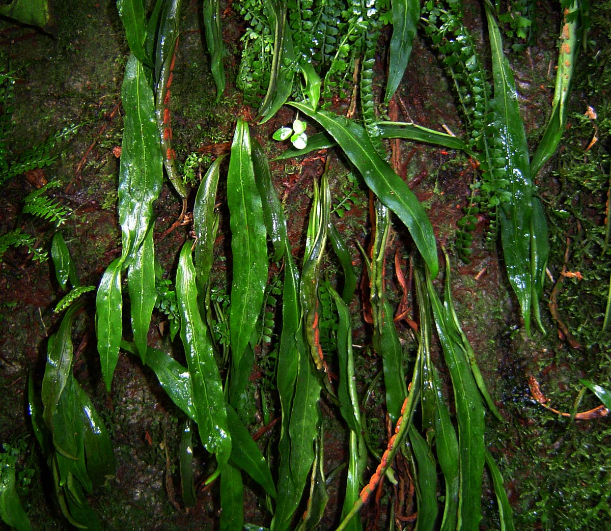 Loxogramme abyssinica