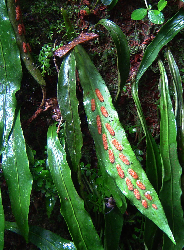 Loxogramme abyssinica