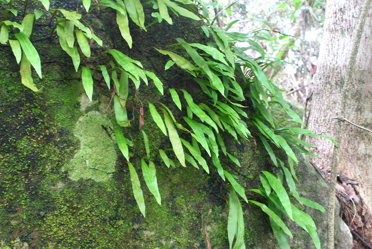 Loxogramme abyssinica