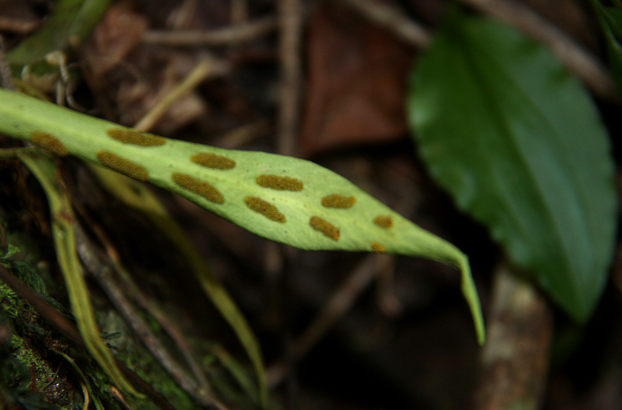 Loxogramme abyssinica