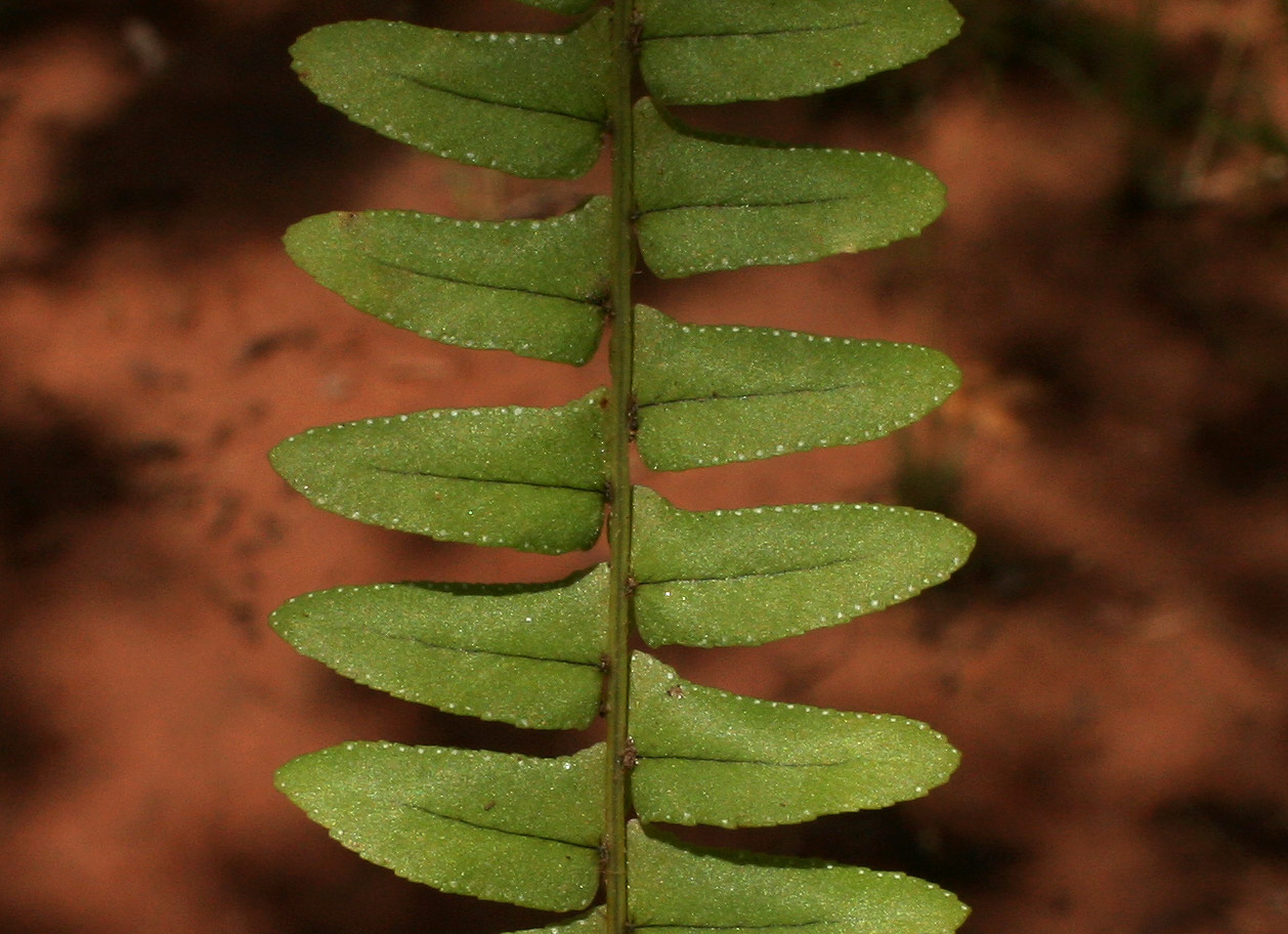 Nephrolepis undulata