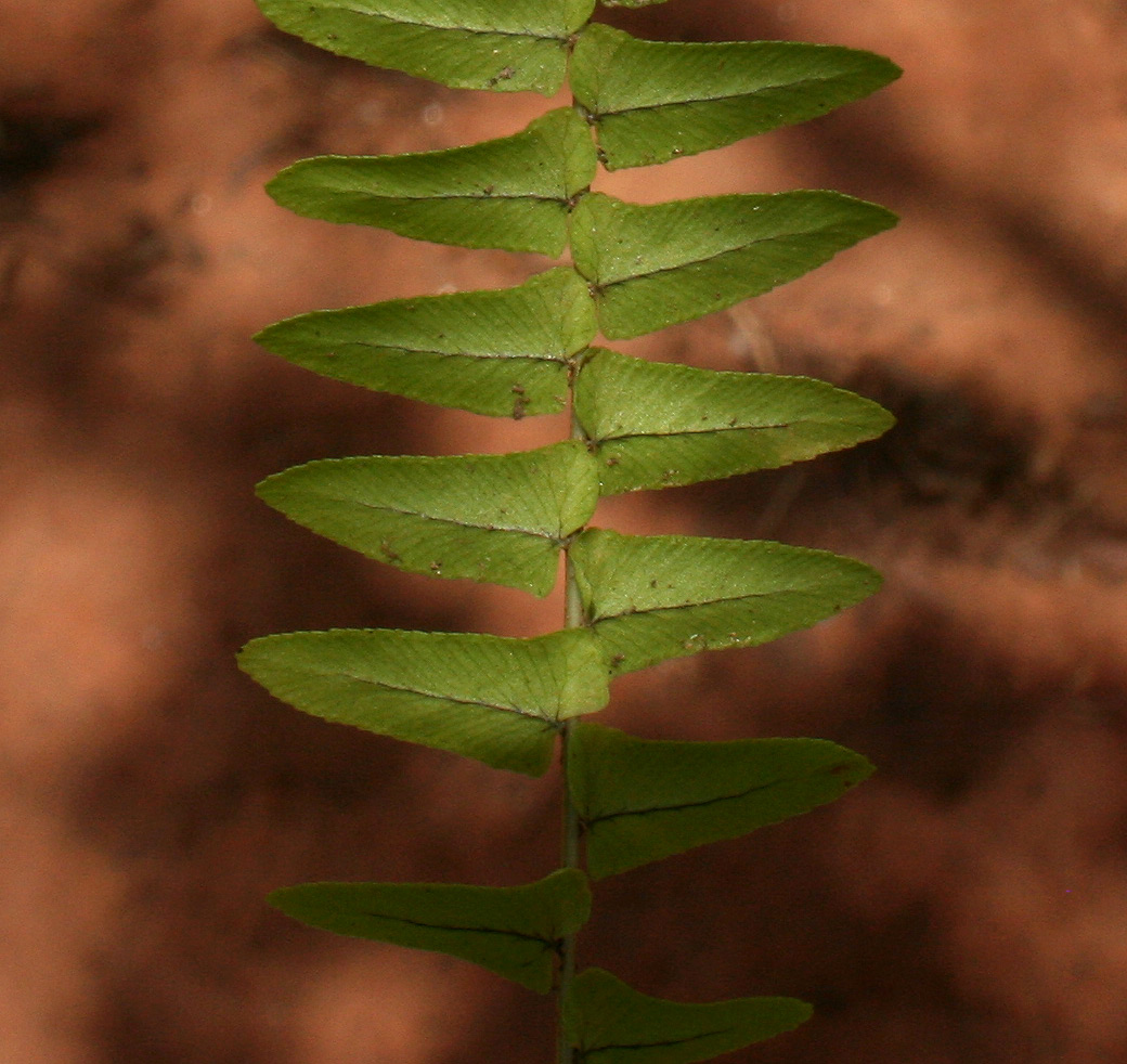 Nephrolepis undulata