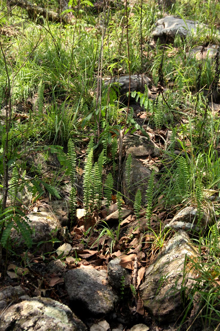 Nephrolepis undulata