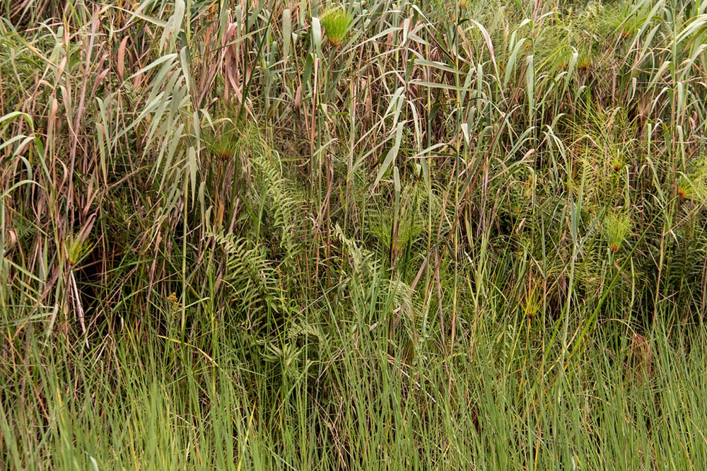 Cyclosorus interruptus Cyclosorus interruptus