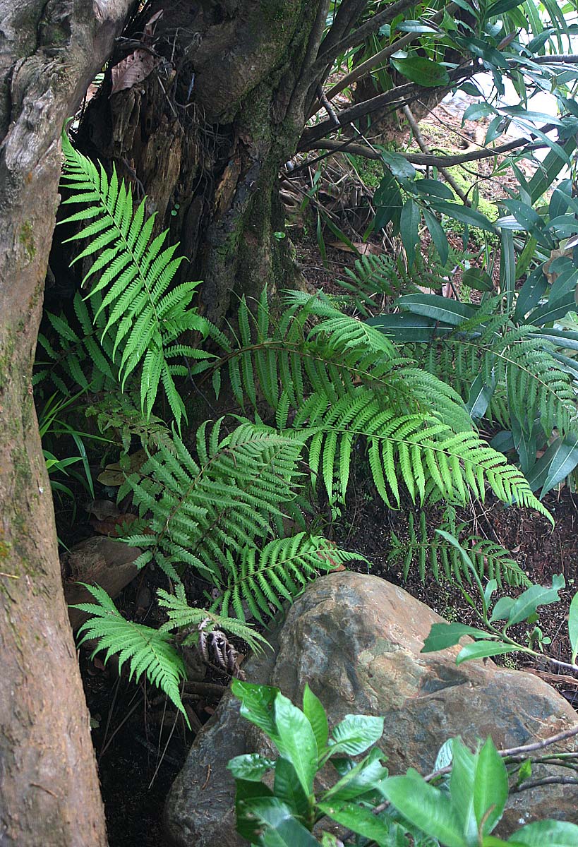 Amauropelta bergiana var. bergiana