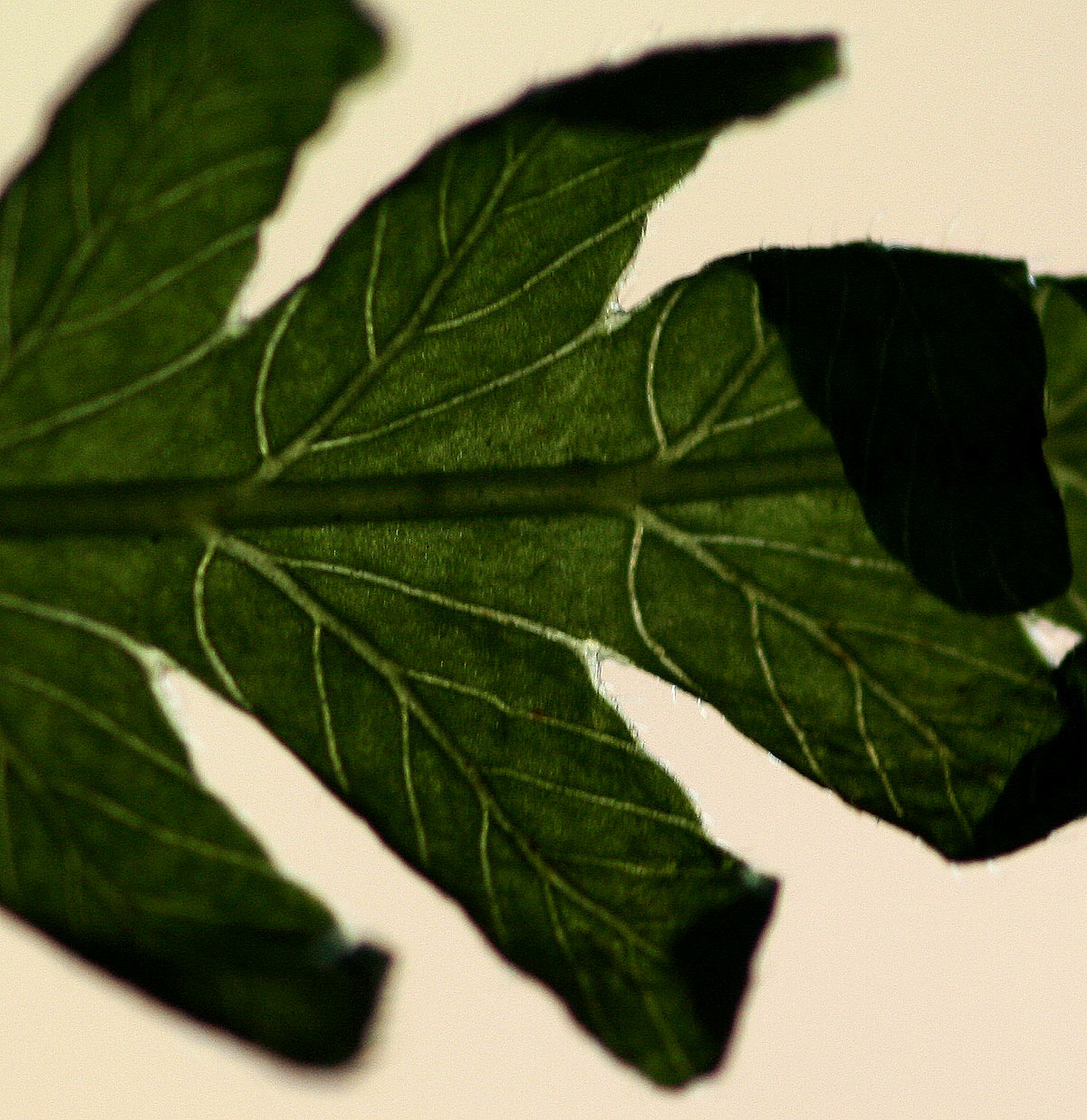 Amauropelta bergiana var. bergiana