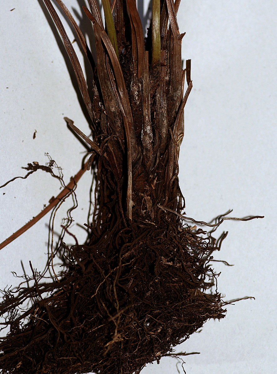 Amauropelta bergiana var. bergiana