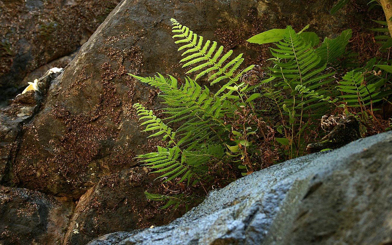 Amauropelta bergiana var. bergiana