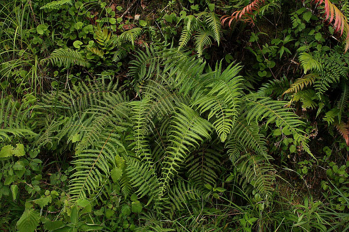 Amauropelta bergiana var. bergiana Amauropelta bergiana var. bergiana