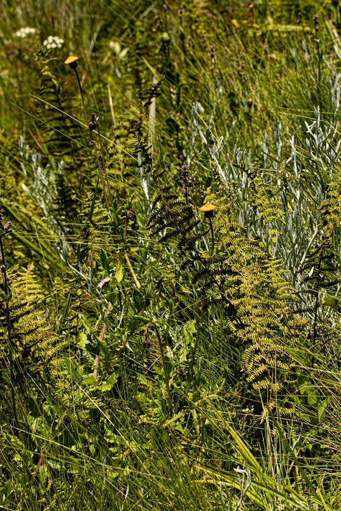 Thelypteris confluens