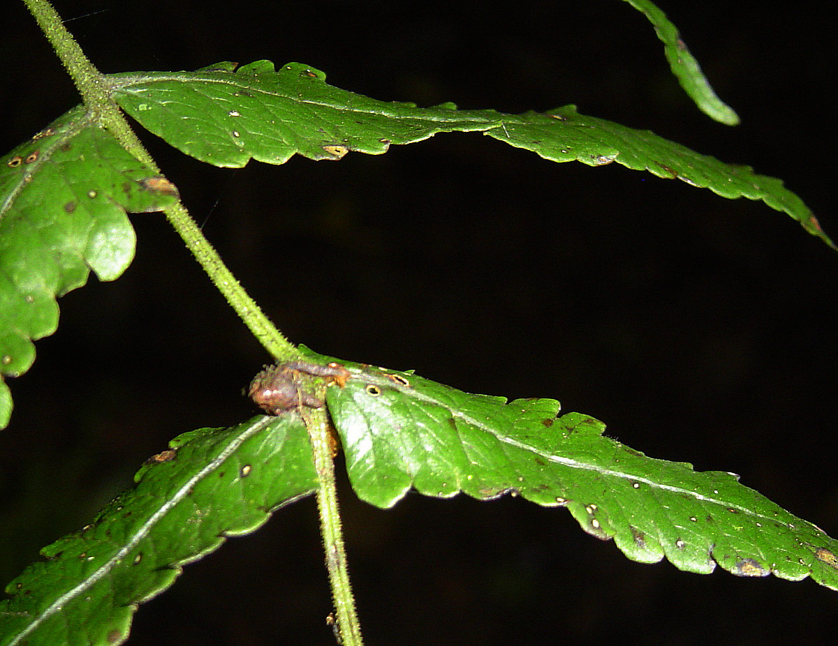 Pneumatopteris unita