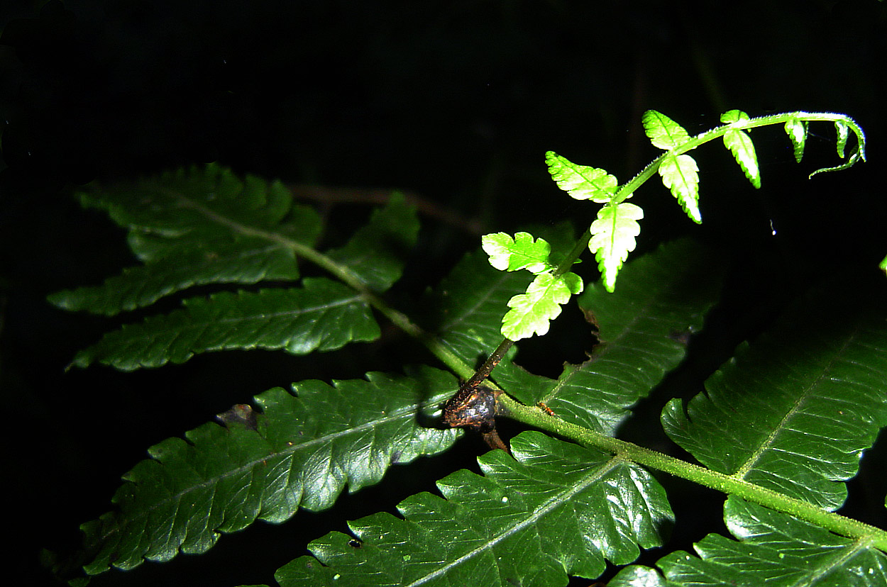 Pneumatopteris unita