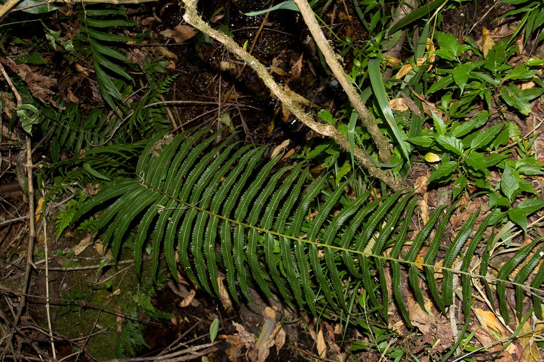 Pneumatopteris unita Pneumatopteris unita