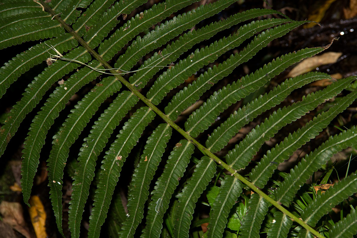 Pneumatopteris unita Pneumatopteris unita