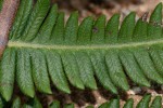 Christella gueintziana